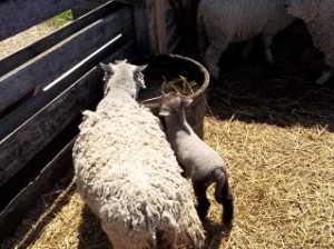 Animals