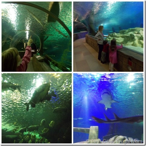 SeaLifeCollage3