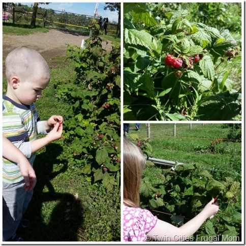 Afton Raspberries
