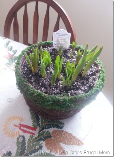 bachmansgarden4