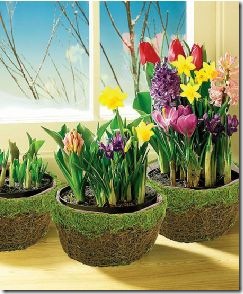 gardenmossbasket