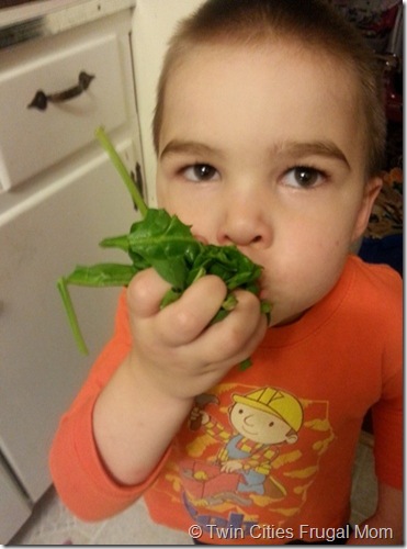 thorspinach