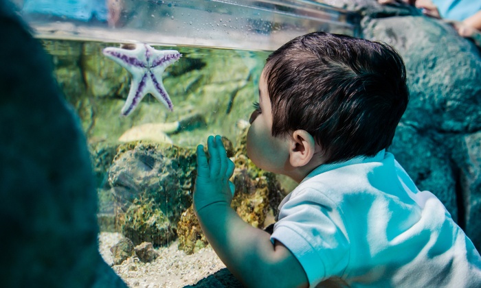 SEA LIFE Groupon