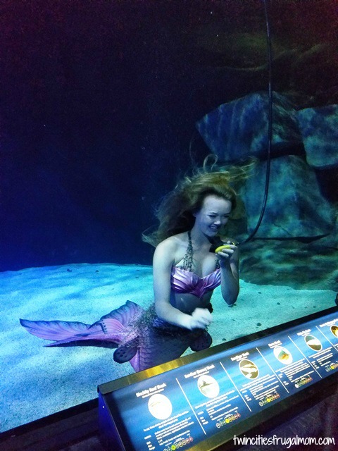 Sea Life Aquarium Mall of America Mermaids