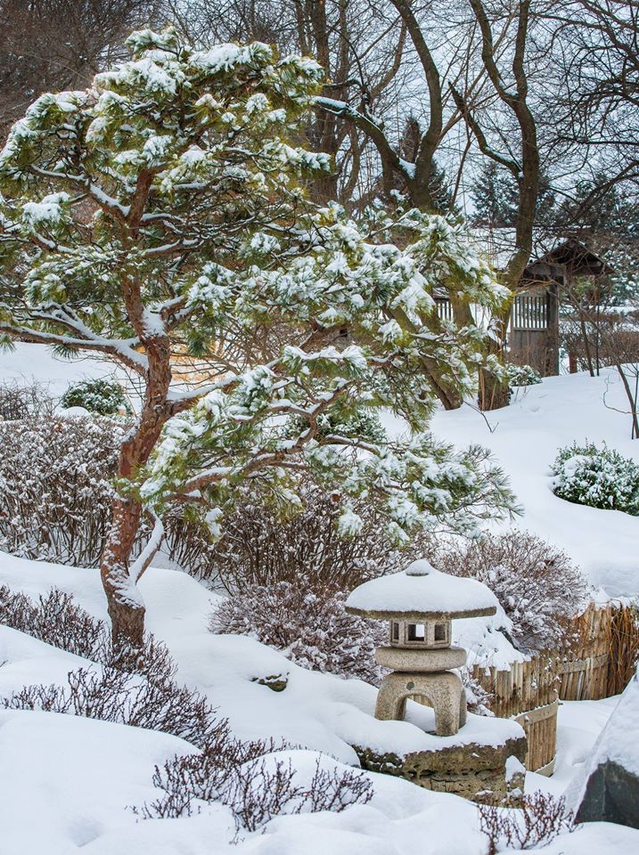 Photo courtesy Minnesota Landscape Arboretum