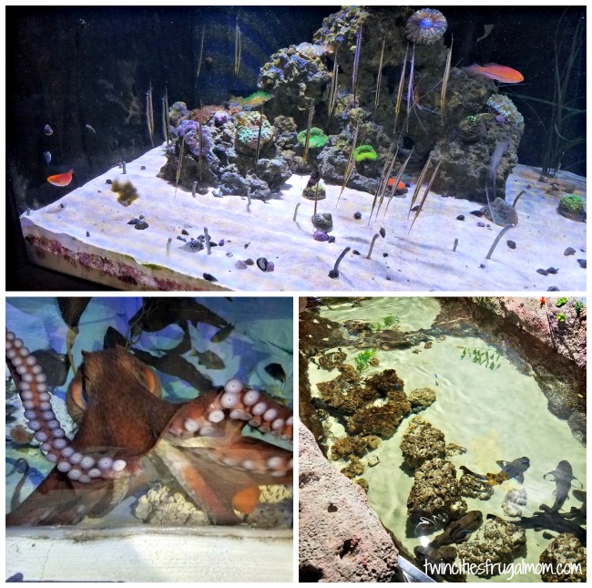 seaquest roseville