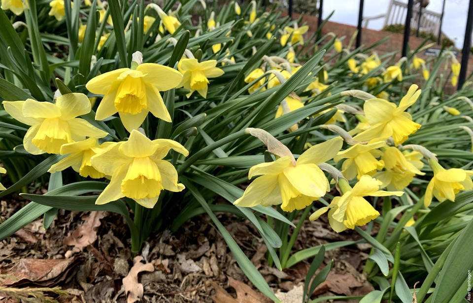 http://arb.umn.edu/content/whats-bloom