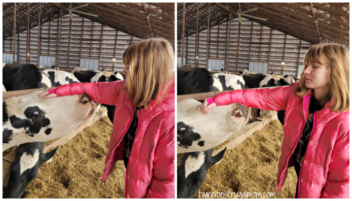 new day dairy cow kisses